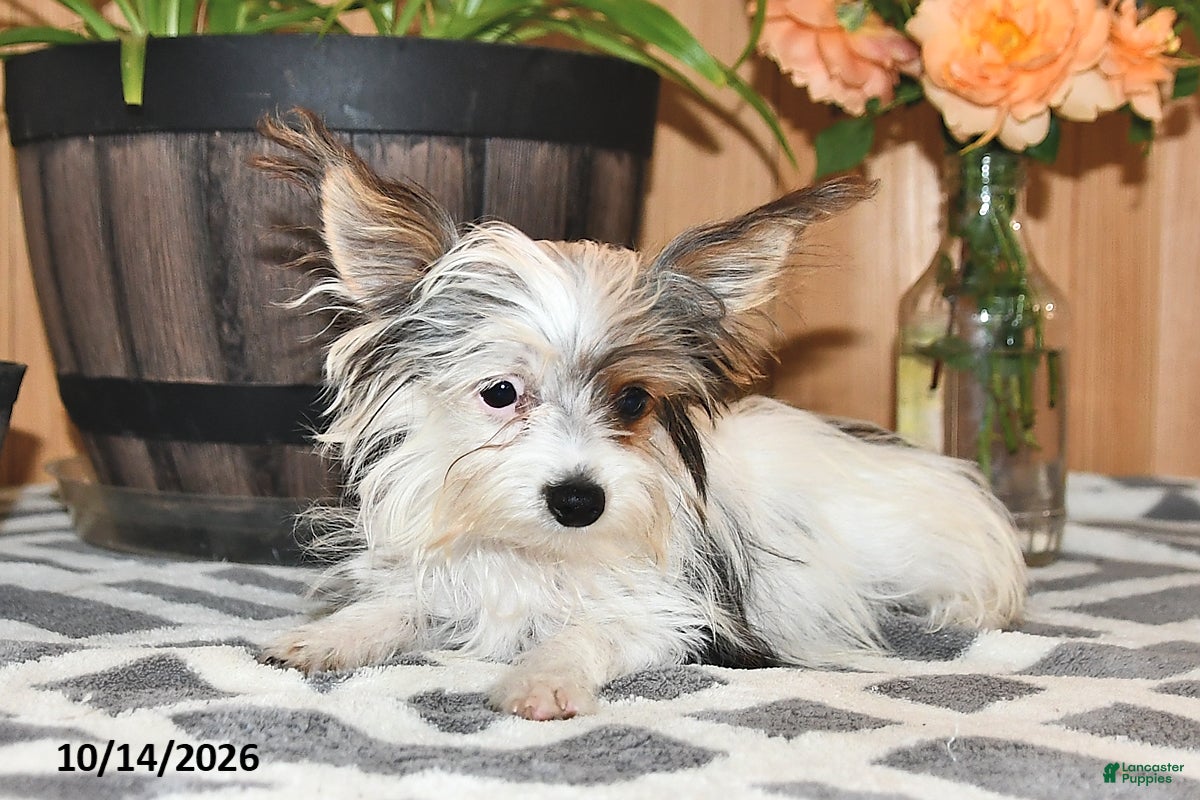 Mixed Breed dogs Rover - Ad 2