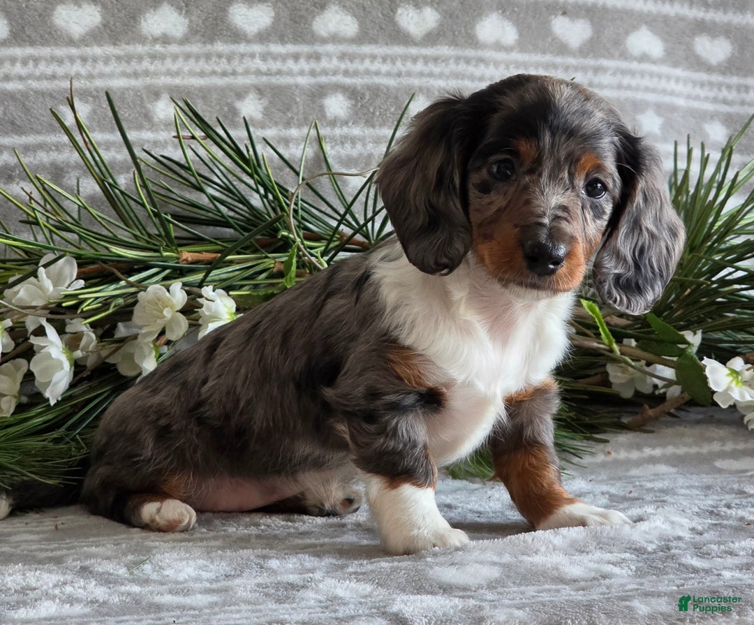 Miniature Dachshund dogs for sale: Daisy - Ad 3