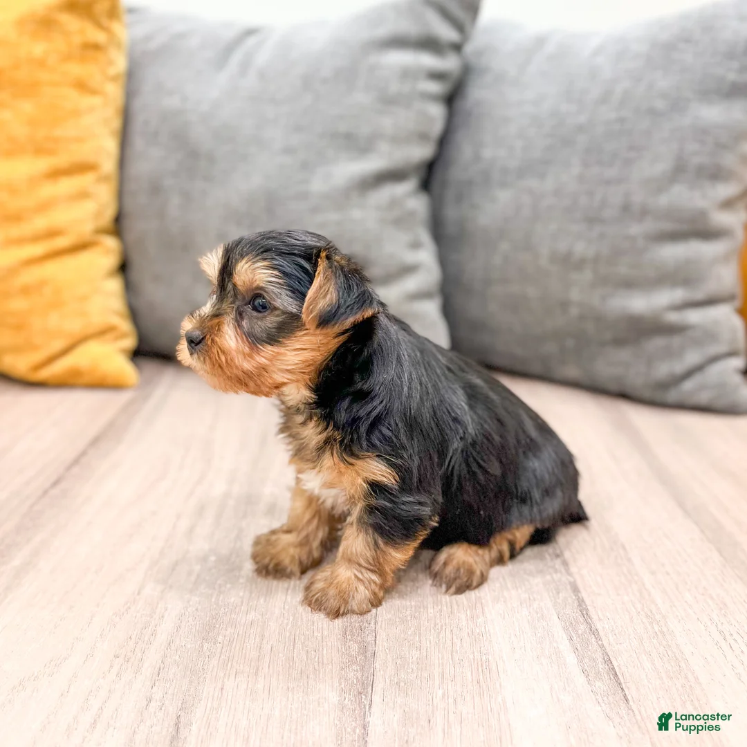 Yorkshire Terrier dogs for sale: Dash - Ad 3