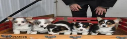 Welsh Corgi Pembroke dogs for sale: Sparky - Ad 5