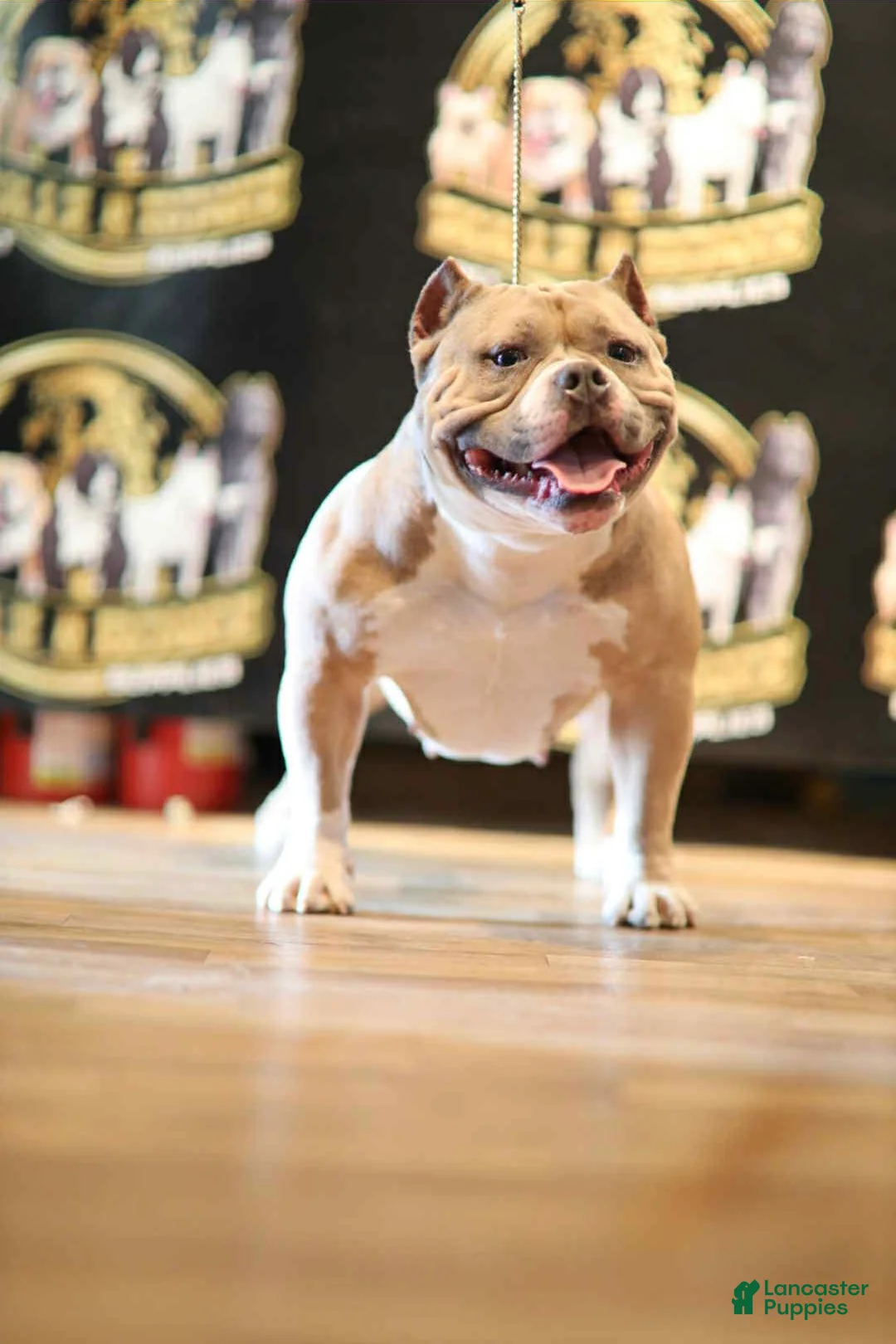 American Bully dogs for sale: American Bully Puppy 3 - Ad 2