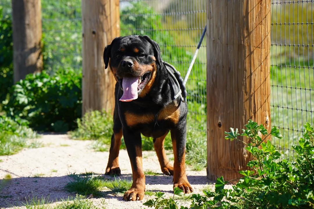 Rottweiler dogs for sale: Rott M3 - Ad 2