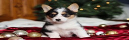 Welsh Corgi Pembroke dogs for sale: Angel - Ad 2