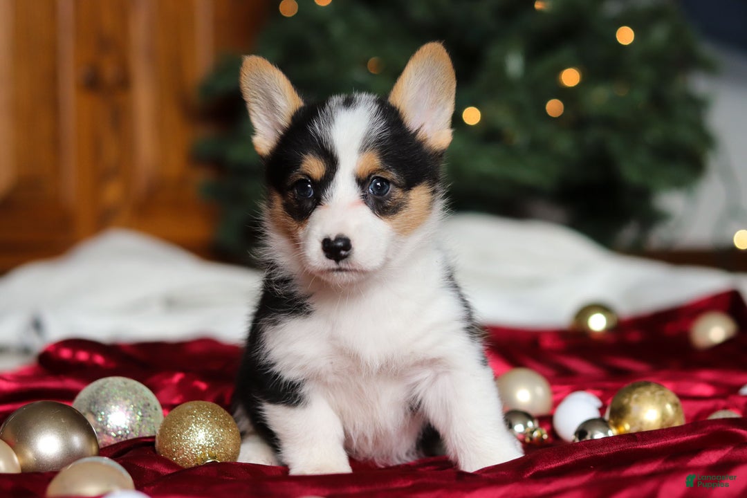 Welsh Corgi Pembroke dogs for sale: Angel - Ad 2