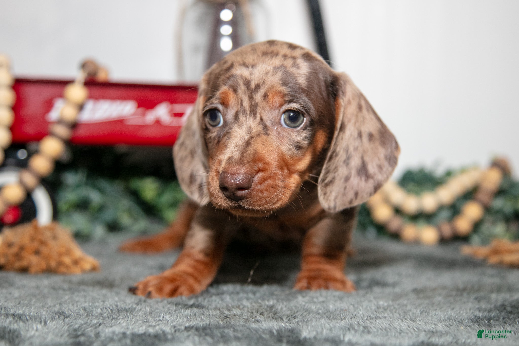 Miniature Dachshund dogs Titan - Ad 1