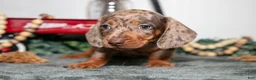 Miniature Dachshund dogs for sale: Titan - Ad 1