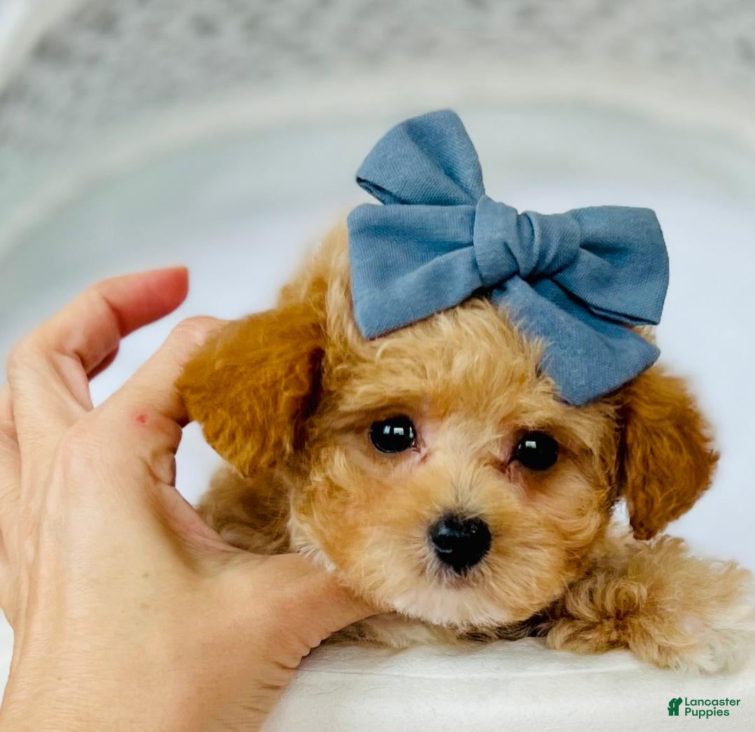 Toy Poodle dogs for sale: Tiny  Poodle Puppy 1 - Ad 2
