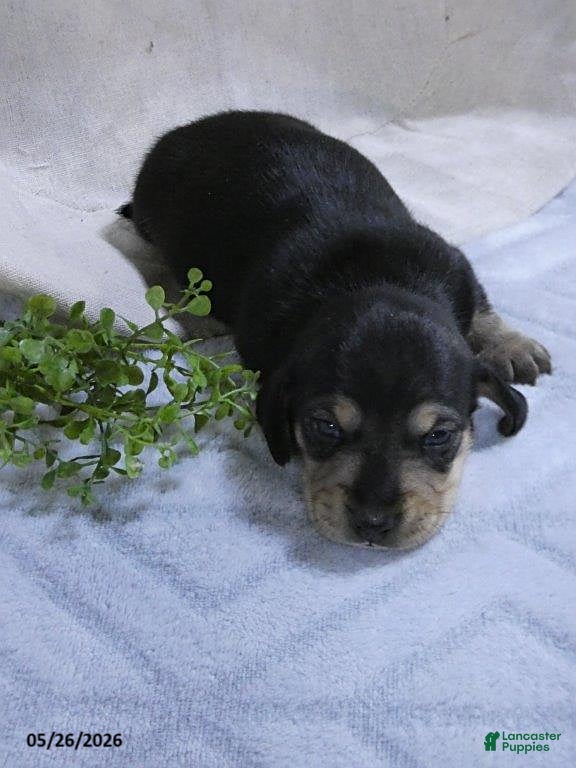 Dachshund dogs Will  - Ad 2