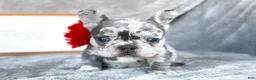 French Bulldog dogs for sale: Cherry AKC frenchie puppy - Ad 3