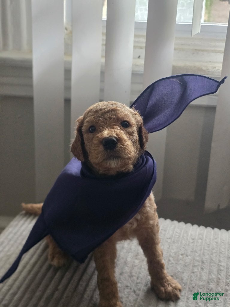 Goldendoodle dogs Girl 3 - Ad 2