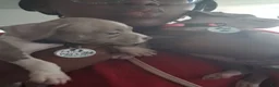 Mixed Breed dogs for sale: Midnight - Ad 7