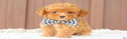 Toy Poodle dogs for sale: Maple - Ad 4
