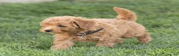 Mini Goldendoodle dogs for sale: Leo Miniature Goldendoodle  - Ad 4