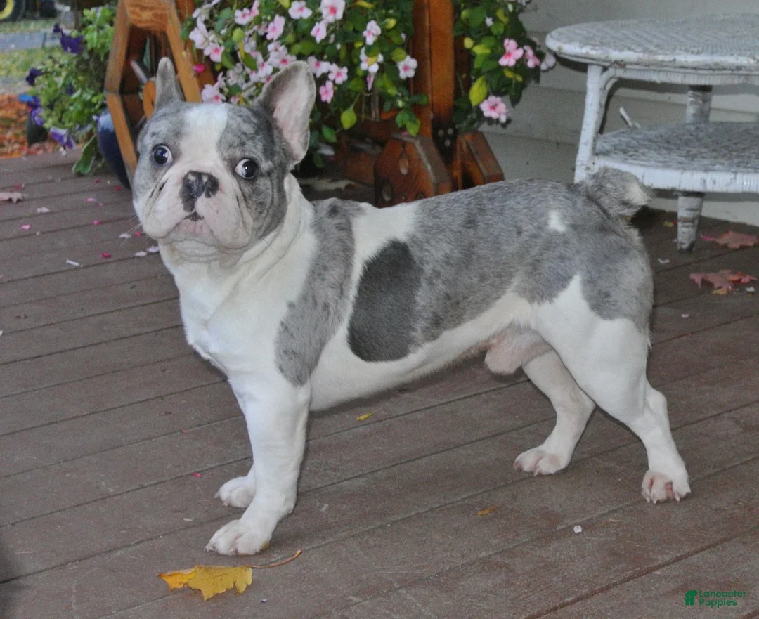 French Bulldog dogs for sale: Jasmine - Ad 8
