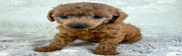 Toy Poodle dogs for sale: Yvonne - Ad 7