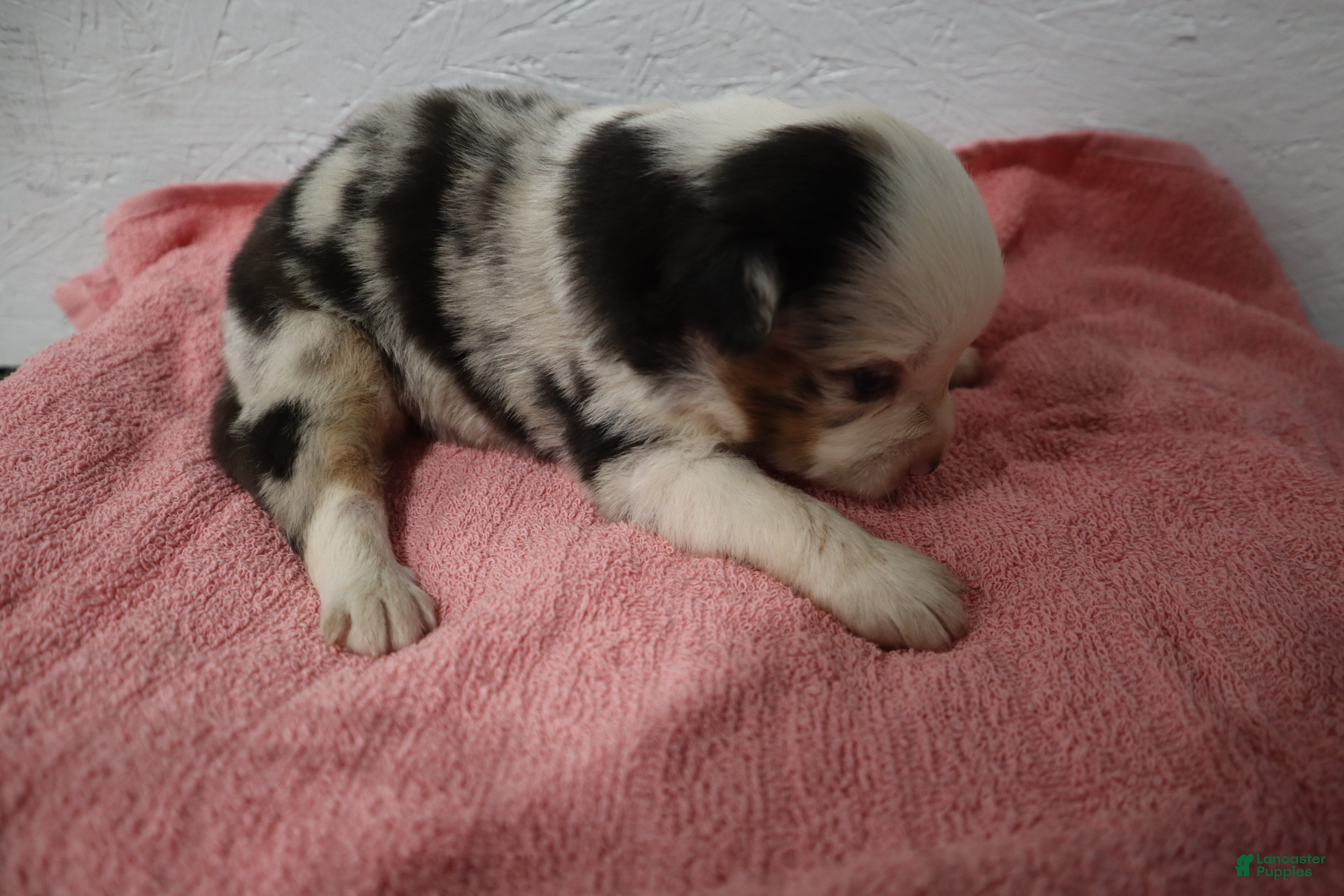 Miniature Australian Shepherd Puppy for sale in Reedsville