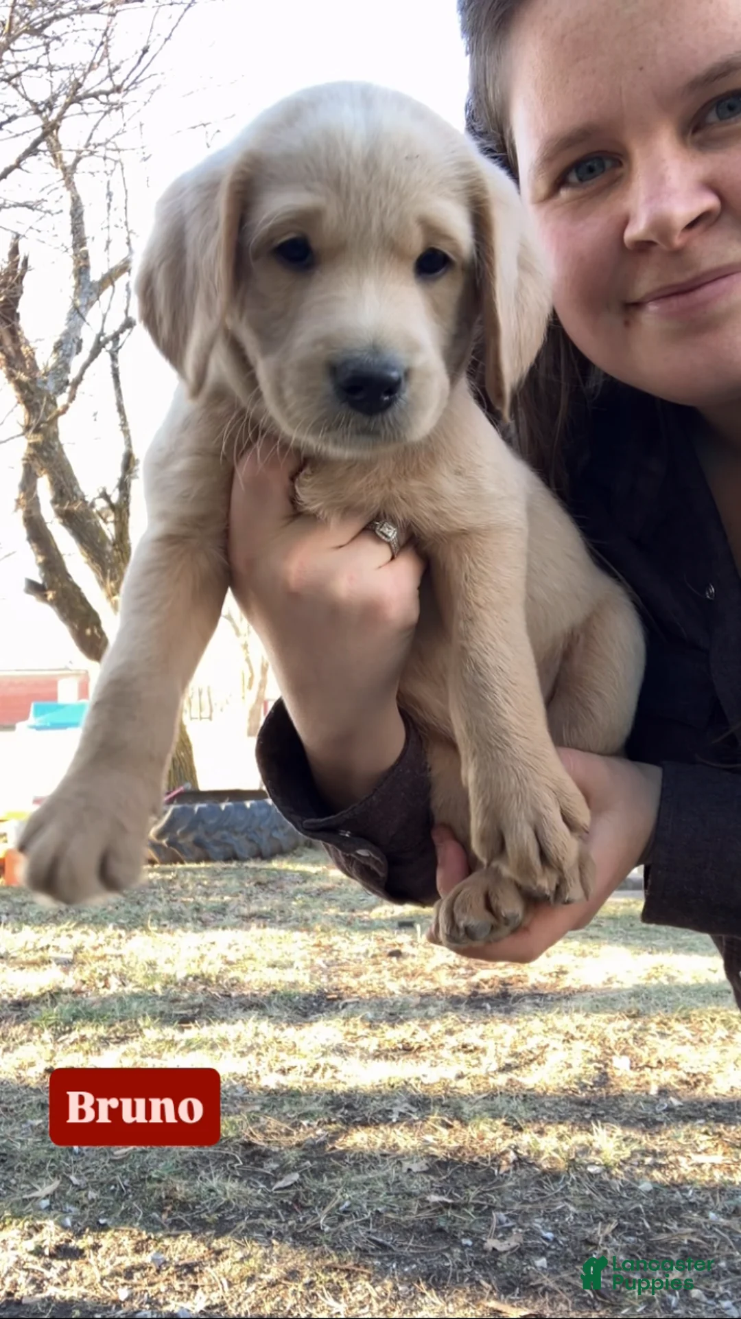 Labradoodle dogs for sale: Bruno - Ad 1
