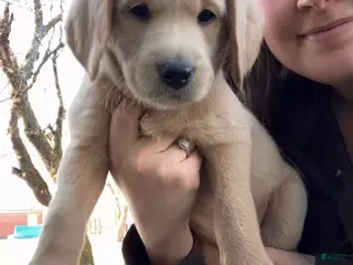 Labradoodle dogs Bruno - Ad 10