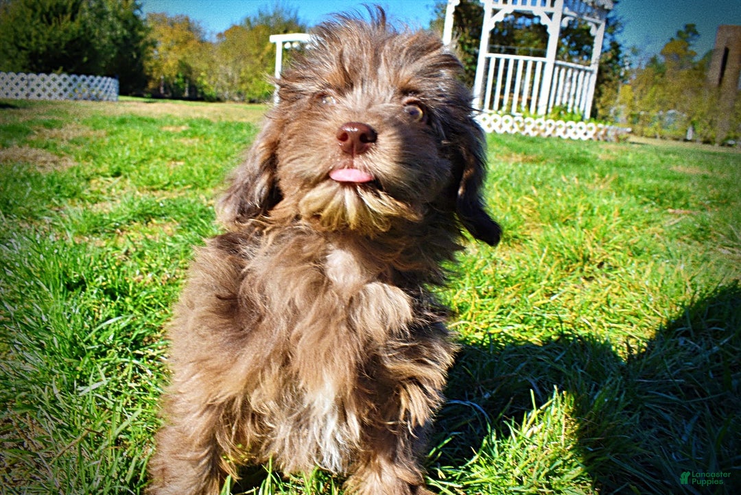 Havapoo dogs for sale: Gracie - Black Friday Sale - Ad 8