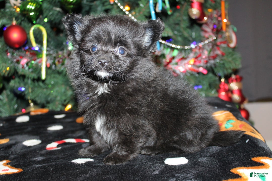 Pomapoo dogs for sale: Poppy - Ad 5