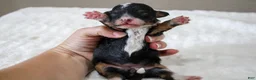 Mini Bernedoodle dogs for sale: Sadie  - Ad 2