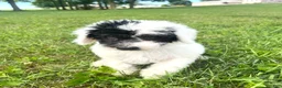 Mixed Breed dogs for sale: Vega - Ad 15