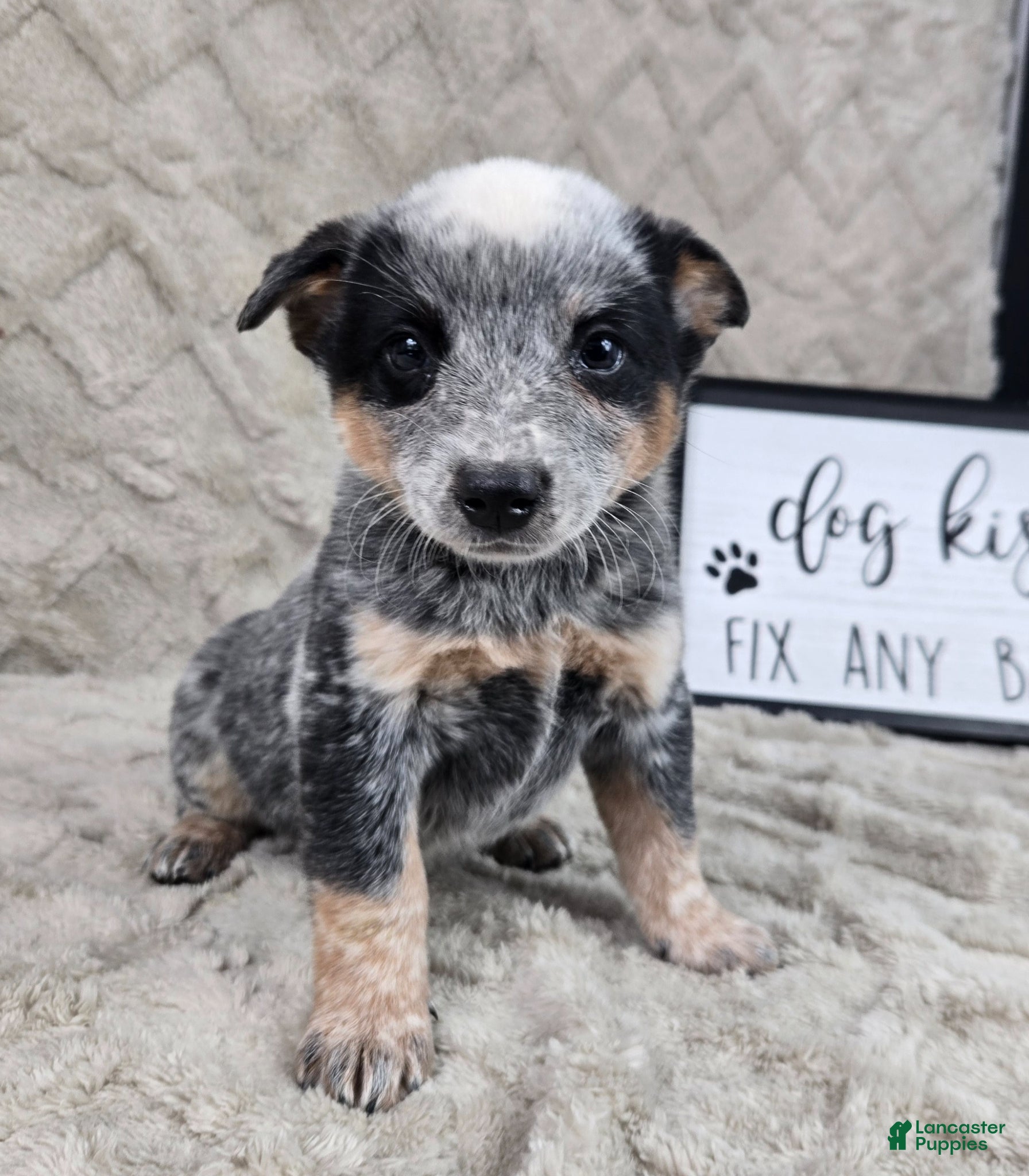 Australian Cattle Dog dogs Harold - Ad 1