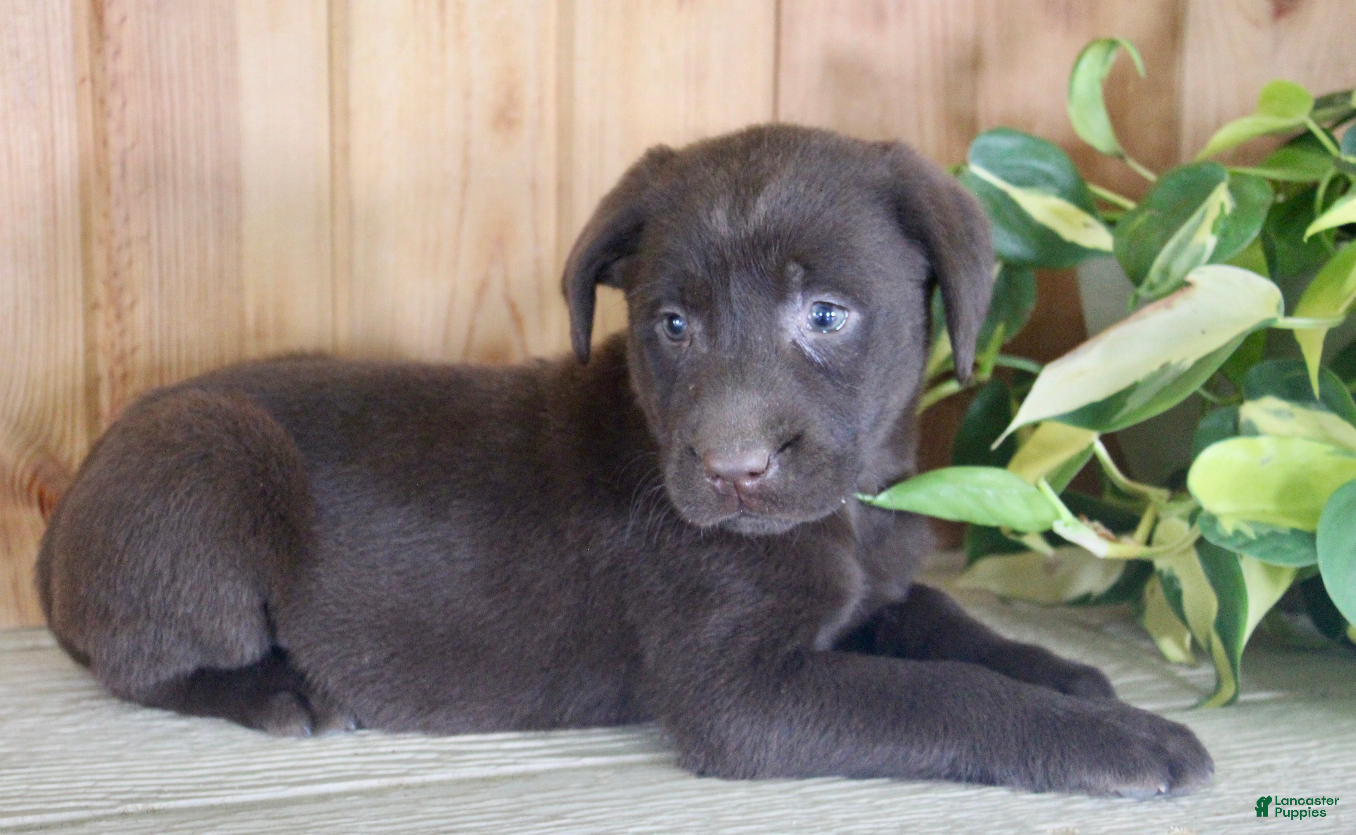 Labrador Retriever dogs Tulip - Ad 2