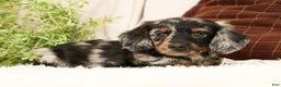 Miniature Dachshund dogs for sale: Milo - Ad 4
