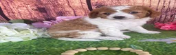 Cavapoo dogs for sale: Cupcake - Ad 8