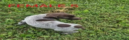 German Shorthaired Pointer dogs for sale: April - Ad 2