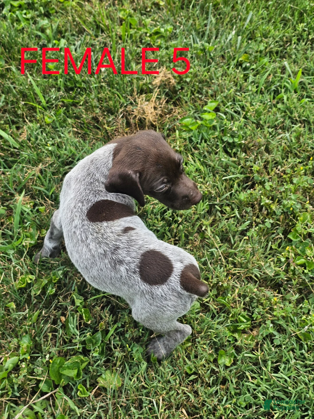German Shorthaired Pointer dogs for sale: April - Ad 2