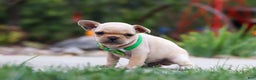 French Bulldog dogs for sale: Felix - Ad 5