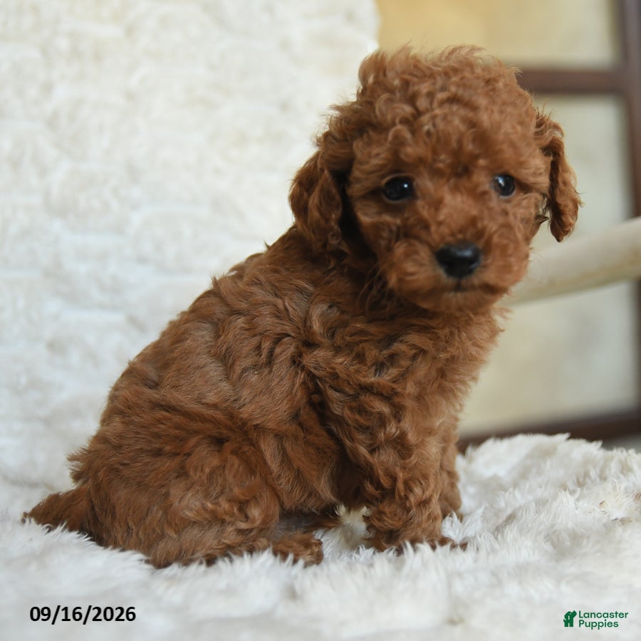 Miniature Poodle dogs Nelson - Ad 1