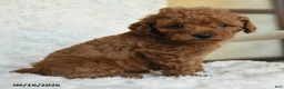 Miniature Poodle dogs for sale: Nelson - Ad 1