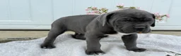 Cane Corso dogs for sale: Baron - Ad 16