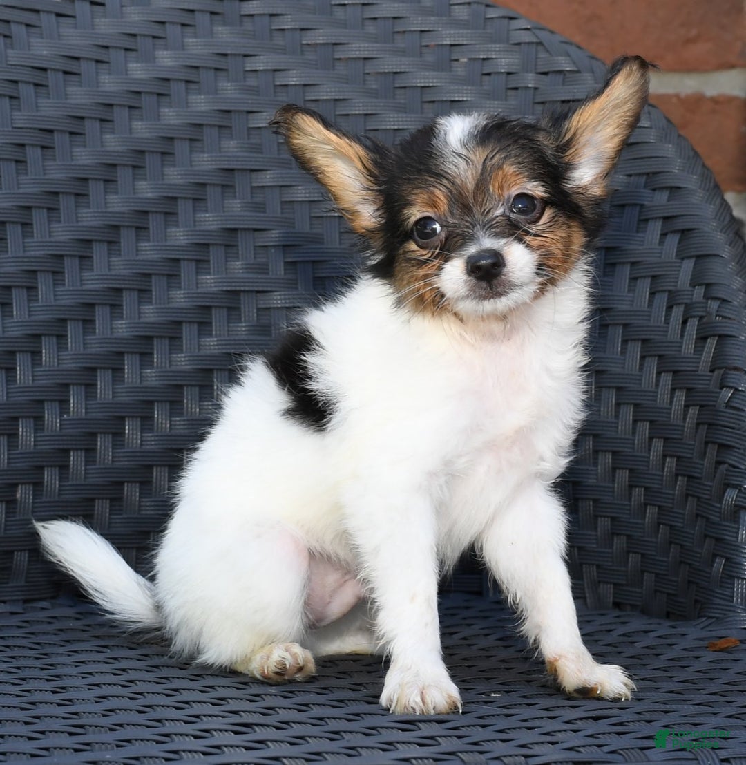 Staff and Chihuahua Mix | TikTok, image size:1080x1107