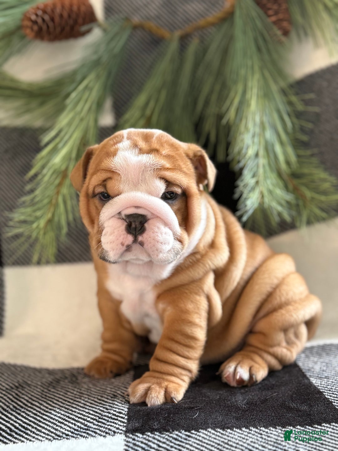 English Bulldog dogs for sale: Crosby  - Ad 1