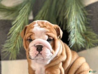 English Bulldog dogs Crosby - Ad 4