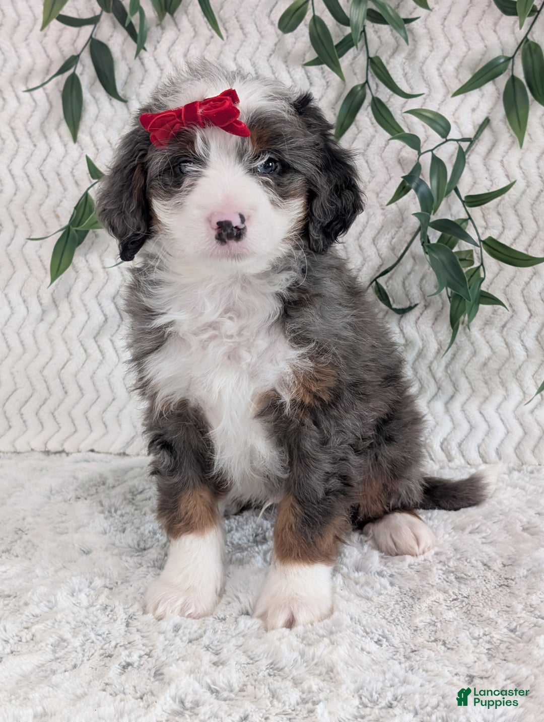 Mini Bernedoodle dogs for sale: Mini Dusty  - Ad 4