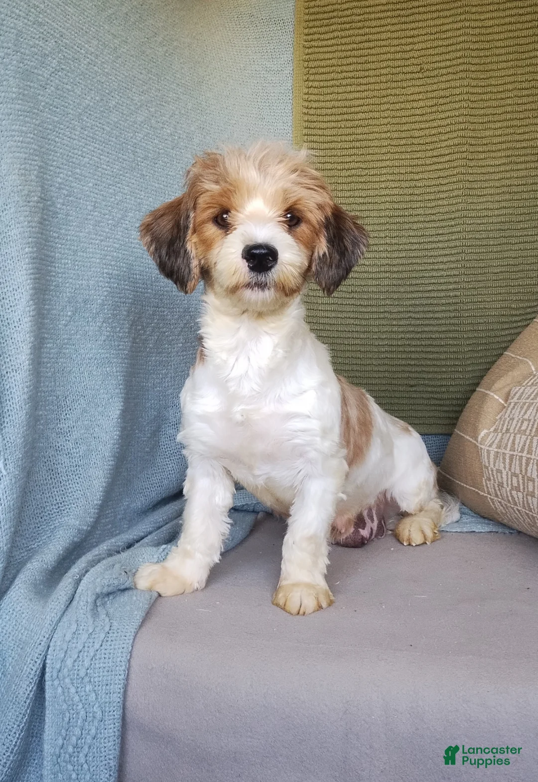 Havanese dogs for sale: Ruth  - Ad 5