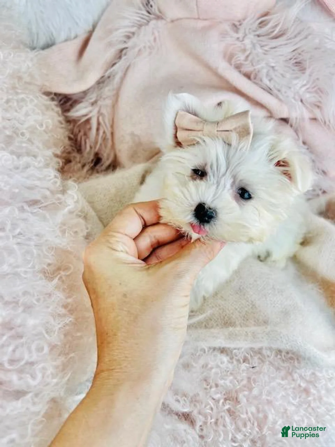 Maltese dogs for sale: Maltese Puppy 2 - Ad 1