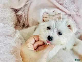 Maltese dogs Maltese Puppy 2 - Ad 3