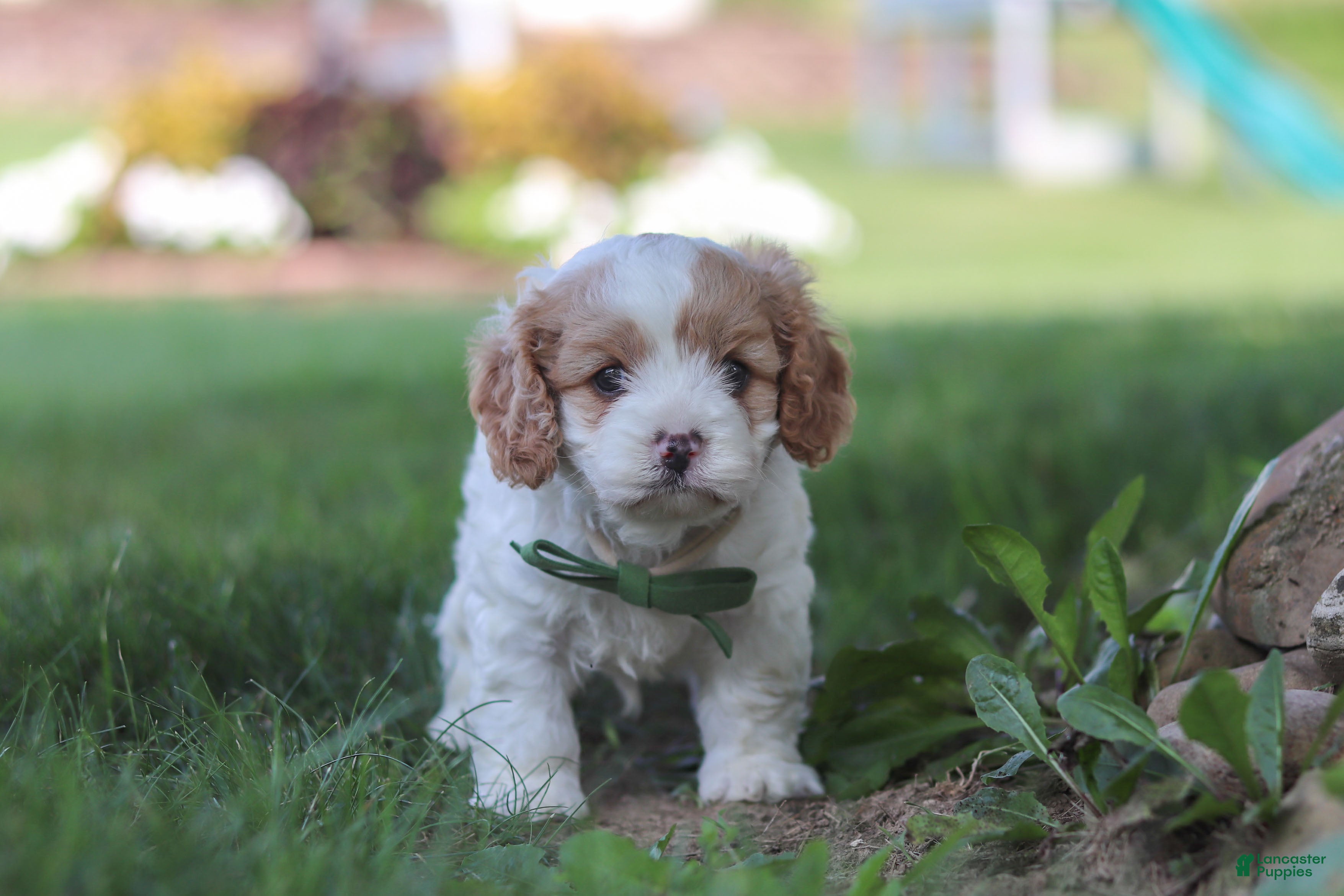 Cavapoo dogs Asher - Ad 2