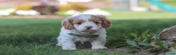 Cavapoo dogs for sale: Asher - Ad 2