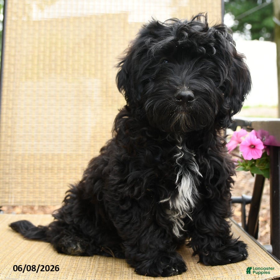 Havapoo dogs Bouncer - Ad 1