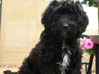 Havapoo dogs for sale: Bouncer - Ad 1