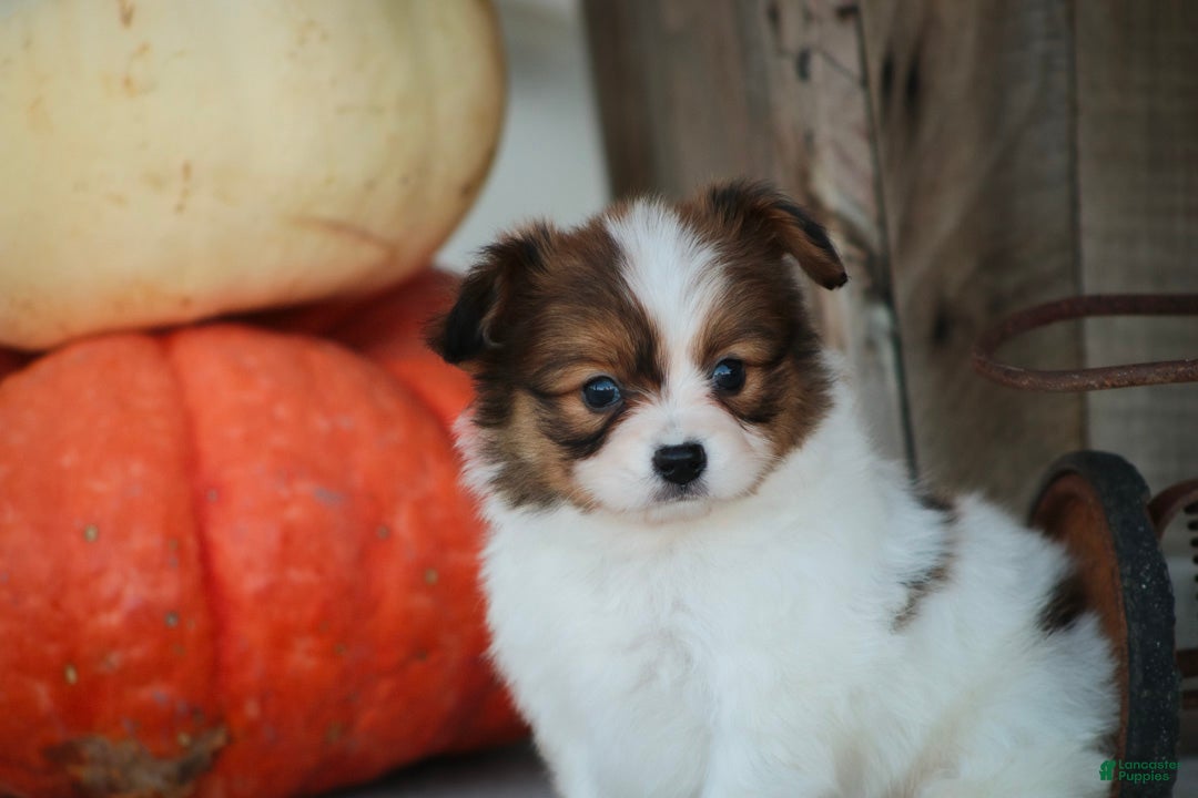 Papillon dogs Leon Papillon  - Ad 2