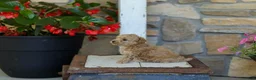 Miniature Poodle dogs for sale: AKC Shelly - Ad 8