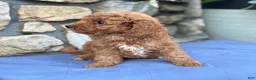 Miniature Poodle dogs for sale: Max - Ad 9